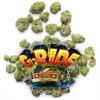 Explore G-RIDE by Jungle Boys, a Motor Breath × I95 cannabis flower with sour, earthy, and kush-inspired aromas. Discover its terpene profile and properties.
